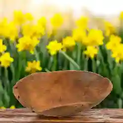 Resim ORTA NİLÜFER TEAK TABAK